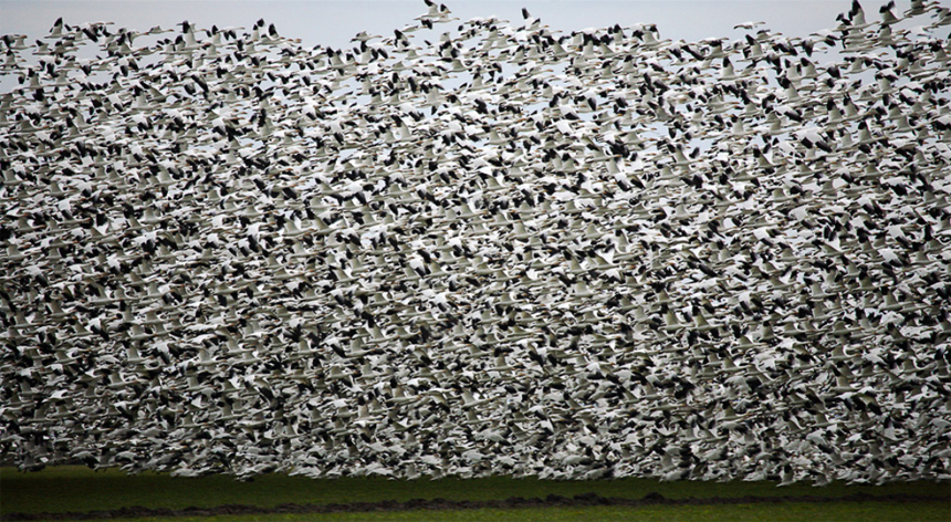 Flock