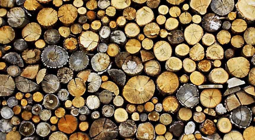 Troncs secció horitzontal