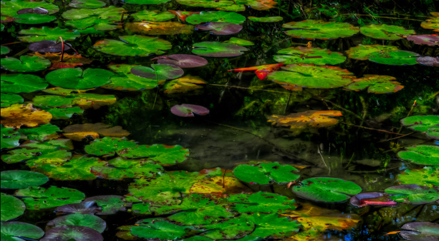Aigua amb nenúfars