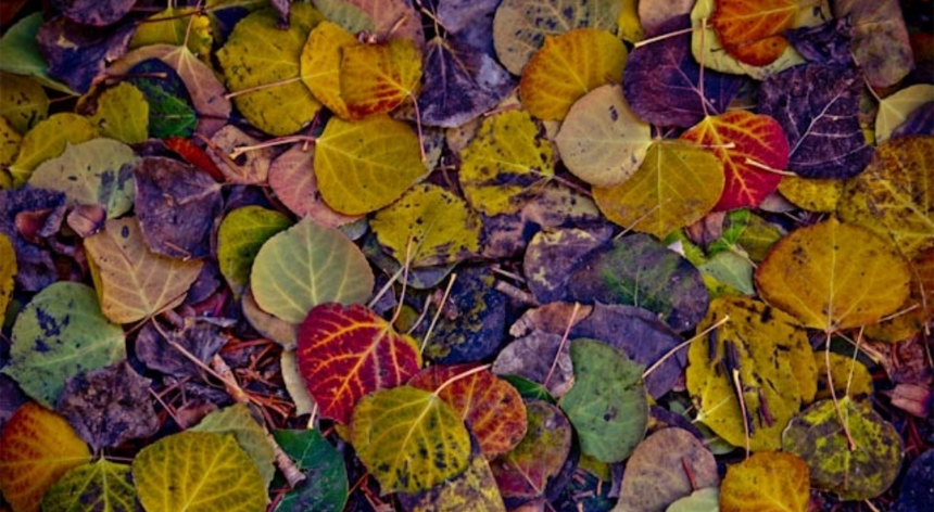 Fulles colors