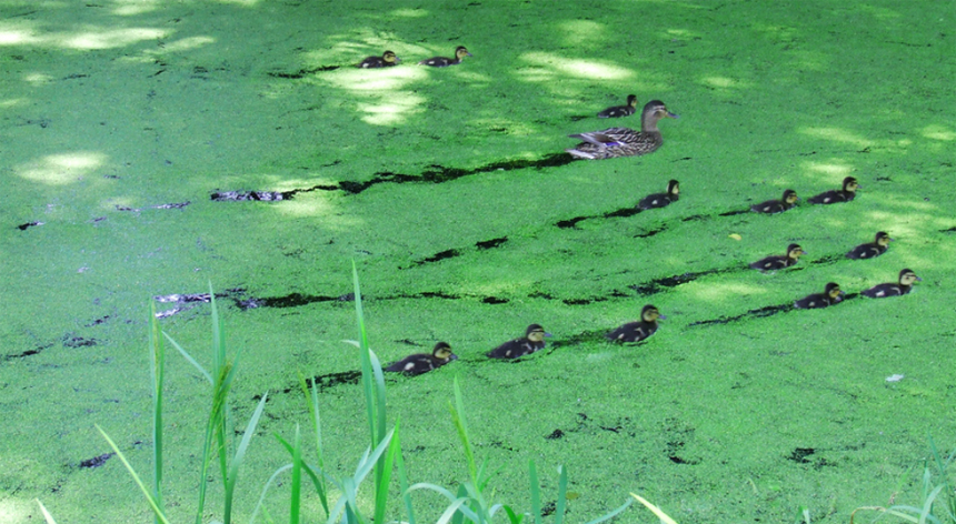 Family Outing