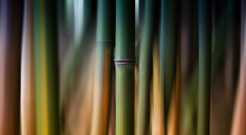 Nus bambu