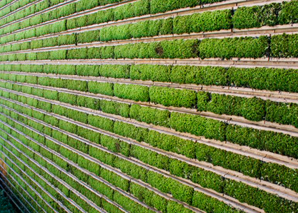 Revestimiento pared vegetal Géomoss